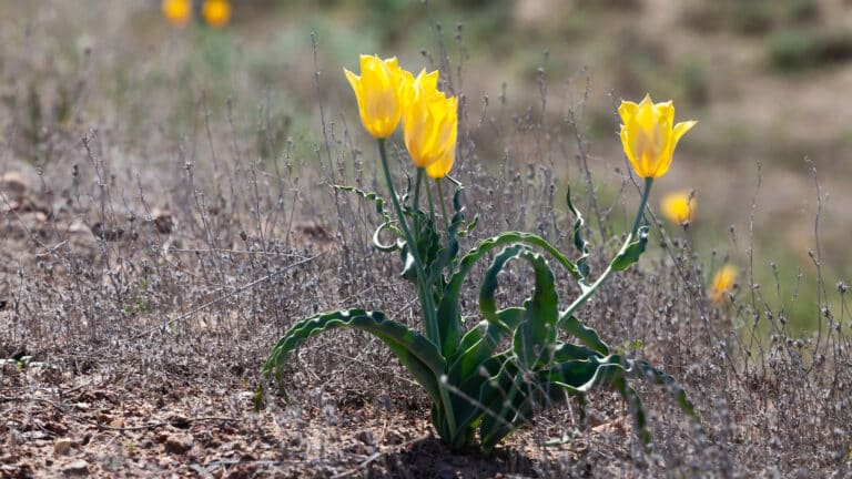 Антициклон принесет в Казахстан аномальное тепло