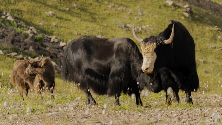 Стада пасущихся на дорогах яков все чаще замечают в горах Алматы