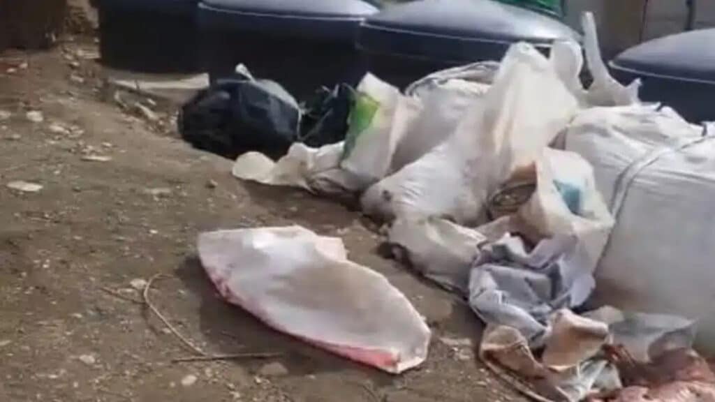 Алматыда қоқыстан терісі сыпырылған сегіз иттің өлексесі табылды