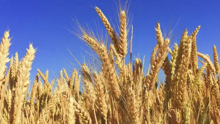 Казахстан увеличил экспорт зерна и муки до 15,3 млн тонн