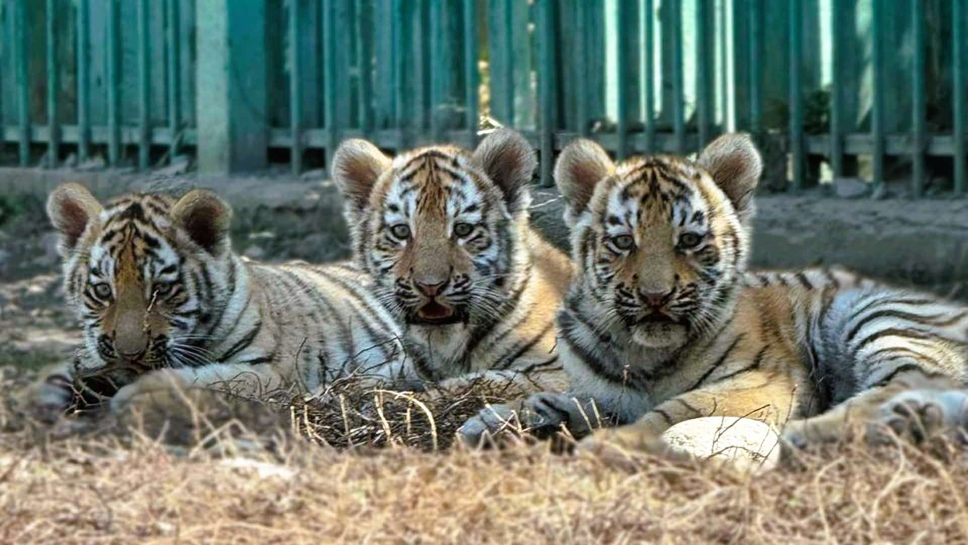 Алматы зообағында үш Амур жолбарысы дүниеге келді