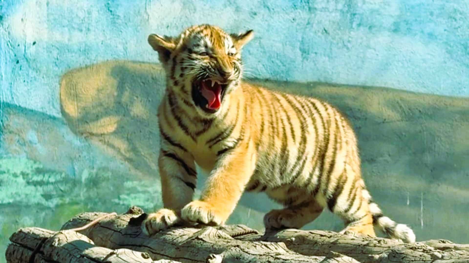 Алматы зообағында үш Амур жолбарысы дүниеге келді