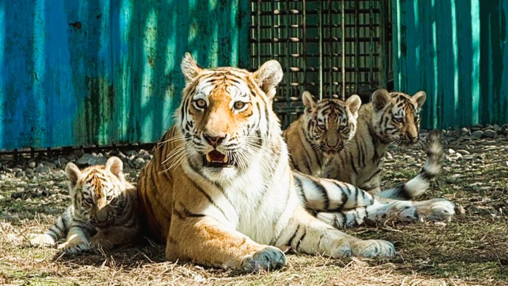 Алматыда үш амур жолбарысы дүниеге келді