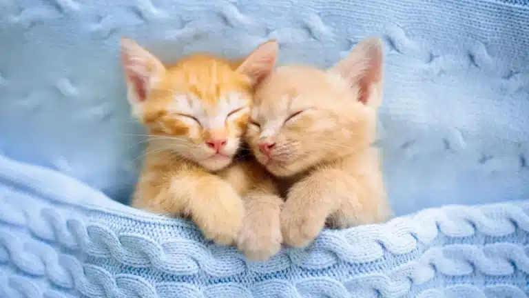 Шымкентте өзенде ағып бара жатқан марғаулар құтқарылды