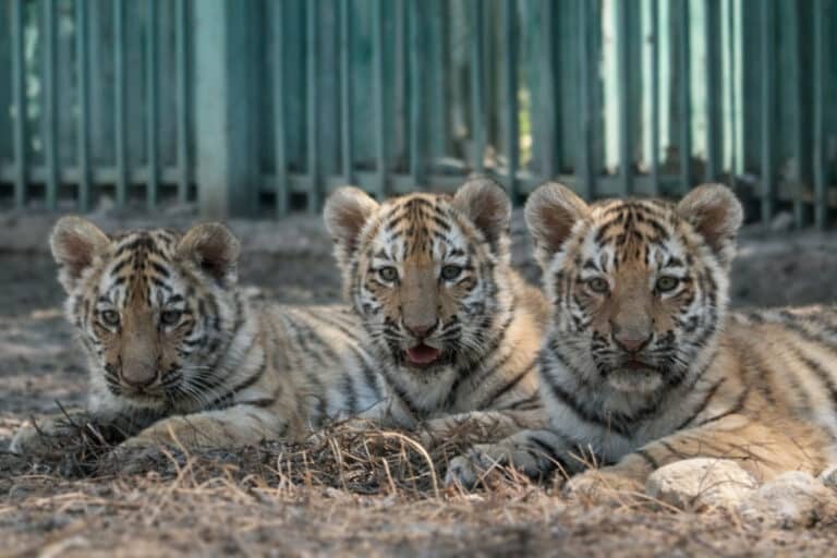 Три тигренка появились на свет в алматинском зоопарке
