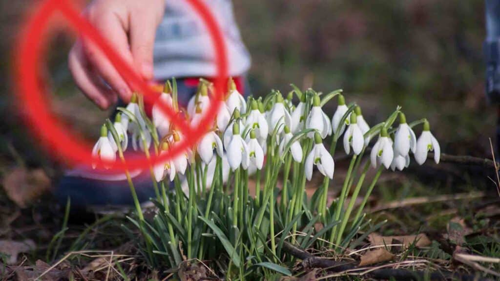 Бәйшешек жұлғандар қатаң жазаланады – экология министрі
