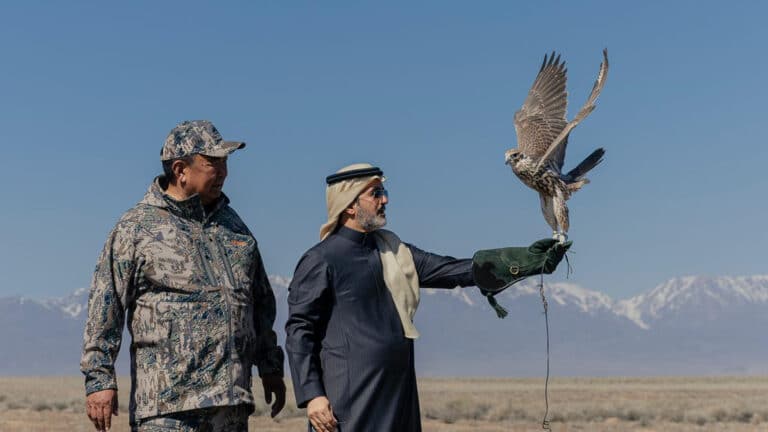 Арабы привезли и выпустили 36 краснокнижных соколов в Казахстане
