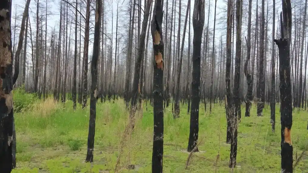Жүз мың гектардан астам орман алқабы мемлекет есебіне алынды