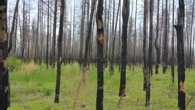Жүз мың гектардан астам орман алқабы мемлекет есебіне алынды