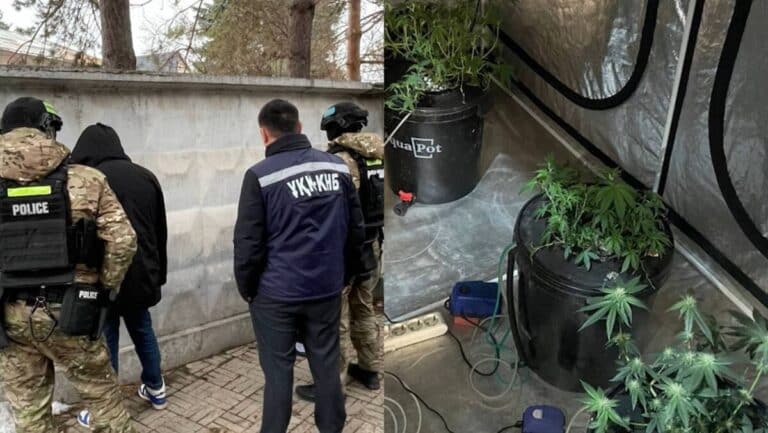 Двух мужчин задержали за выращивание каннабиса в Алматы