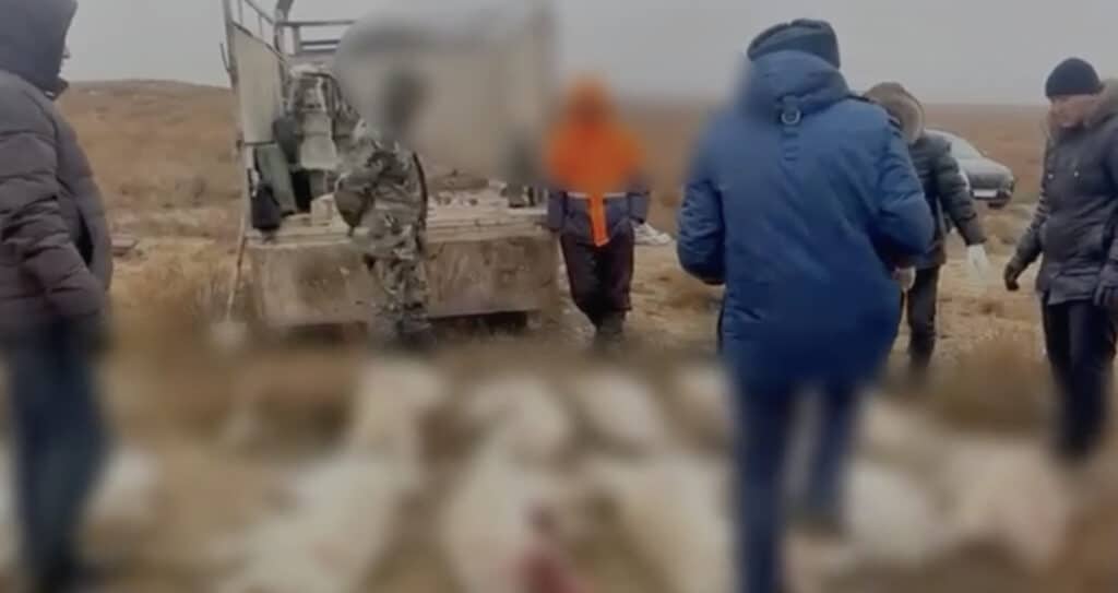 Атырауда аулауға тыйым салған ақбөкенді атқан браконьерлер ұсталды