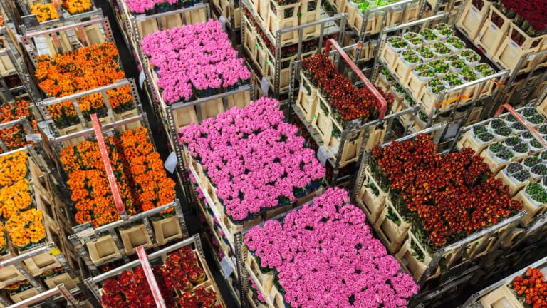 Қытай Қорғас арқылы Орталық Азияға аса ірі көлемде гүл мен көшет жеткізіп жатыр