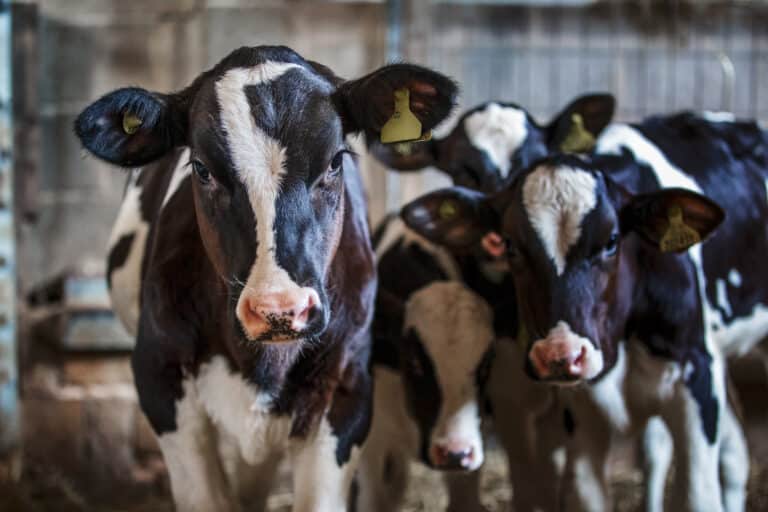 Минсельхоз РК ответил на опасения фермеров из-за эпидемии скота в России