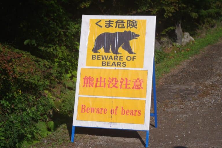 В Японии до 2030 года хотят уничтожить более 12 тысяч медведей