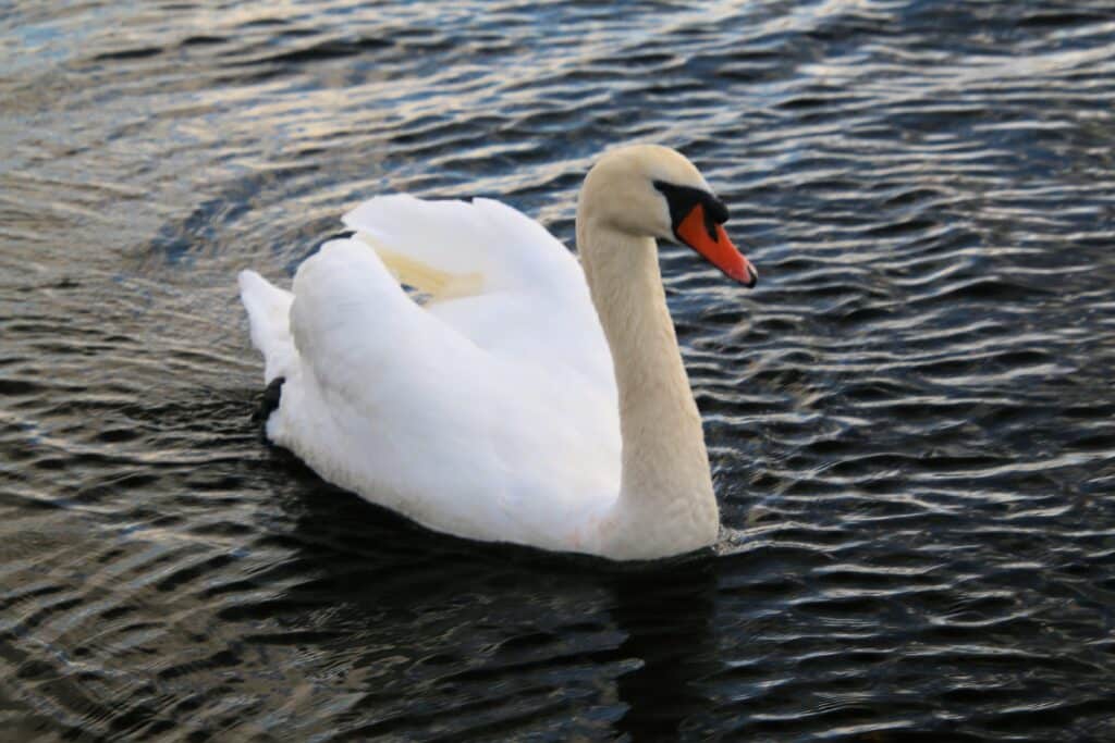 Специалисты назвали число погибших лебедей на побережье Актау