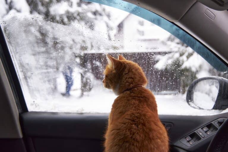 В нескольких регионах Казахстана 27 марта обещают осадки и гололед