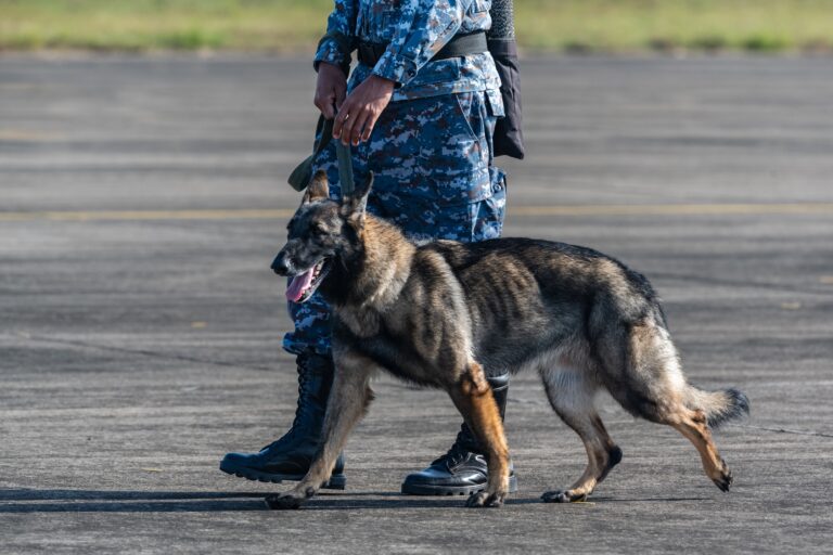 Служебных собак отправили искать нарколаборатории в дачных массивах Павлодара