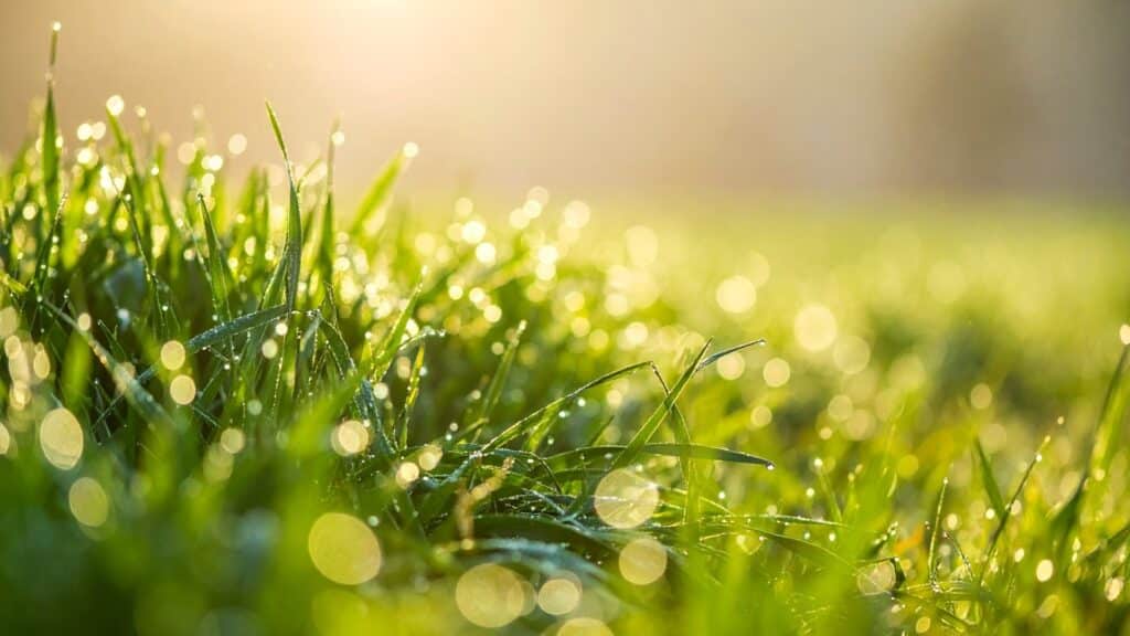 24 градус жылы: 29 наурызға ауа райы болжамы