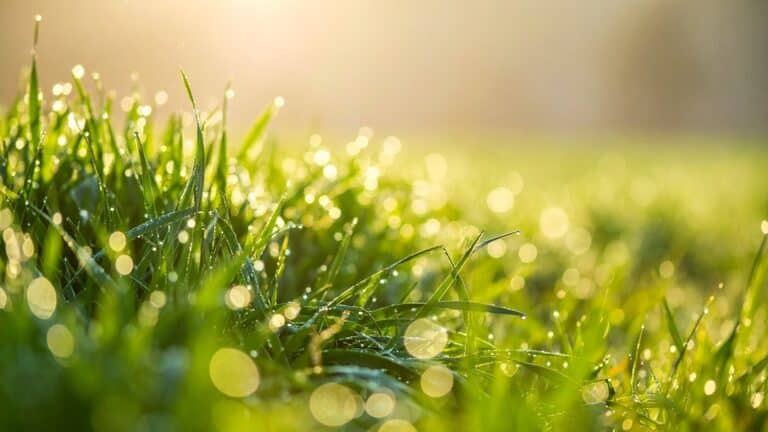 24 градус жылы: 29 наурызға арналған ауа райы болжамы