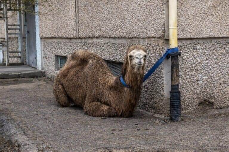 Житель Актау 