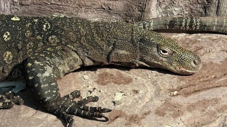 Алматы зообағына «Аждаһа» әкелінді