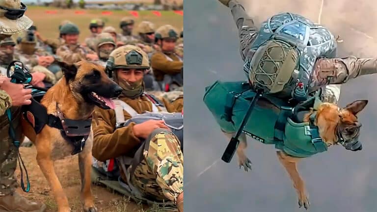 Собака из спецназа Казахстана покорила небо и соцсети