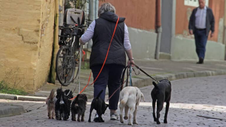 «Демотивационная норма»: власти не поддерживают идею налога на собак в Казахстане