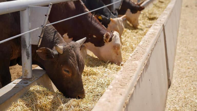 Казахстанец хочет поставлять мясо в Турцию со своей мощной фермы в 50 тыс. быков