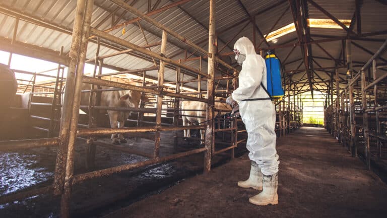 Казахстан ответил на обвинения Китая в распространении ящура