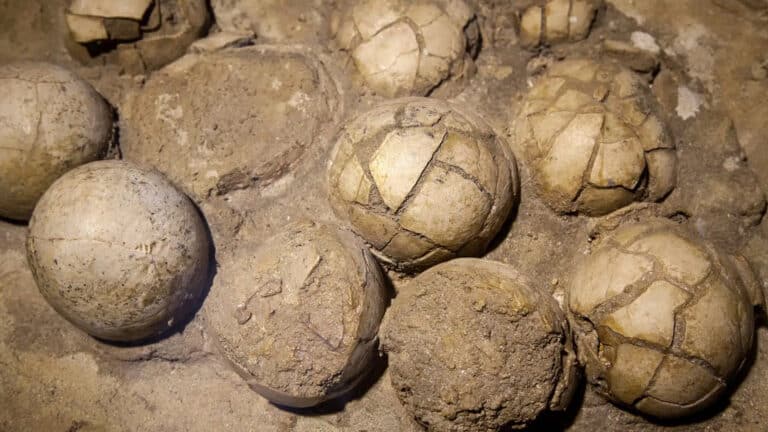 Гигантское гнездо динозавров с 256 яйцами обнаружили ученые в Индии