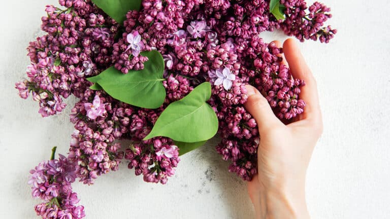 Стало известно, какой штраф грозит в Казахстане за срыв сирени