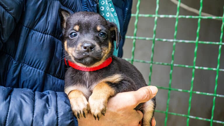 Проблема бездомных собак: каков мировой опыт и какой путь выберет Казахстан