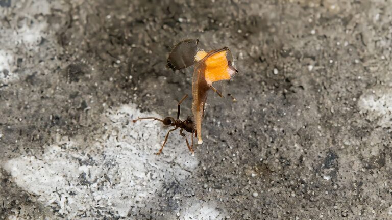 Милое видео муравья с «букетом» вышло в топ Threads