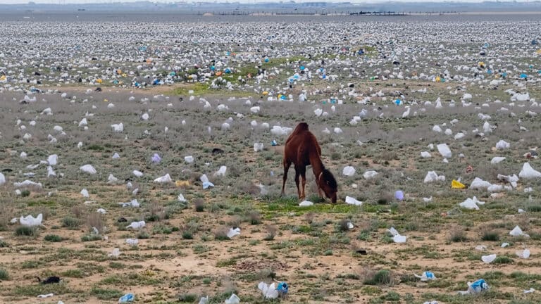 Заваленную мусором степь Мангистау власти объяснили ветром после пожара на полигоне