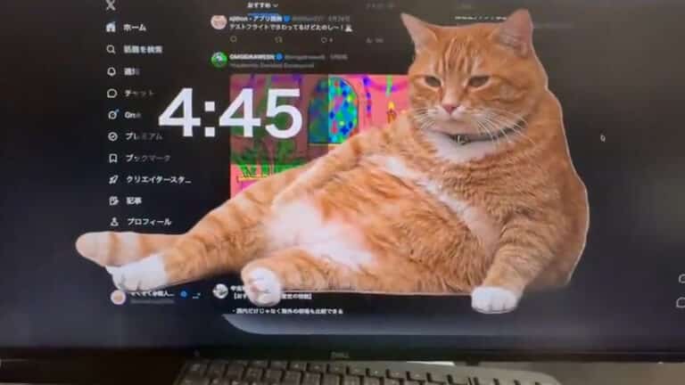 Кот против соцсетей: японский энтузиаст разработал необычное расширение