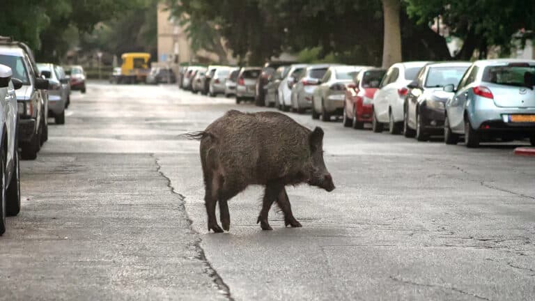 Разъяренный кабан в Турции нарушил ПДД и сбил пешехода