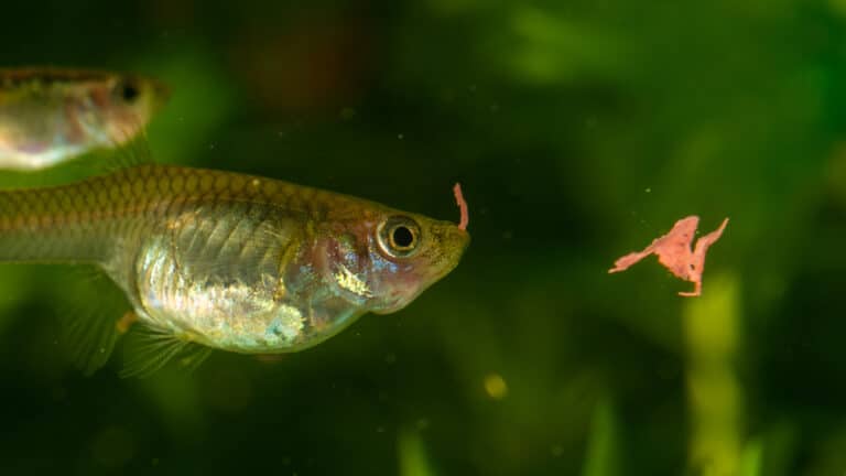 Рыбки гуппи погибли от китайских снеков с казахстанских прилавков