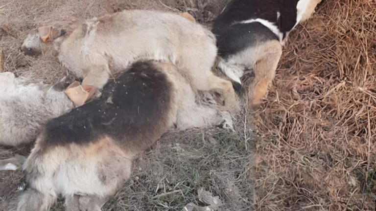 «Гора трупов у дороги»: в Павлодарской области нашли массовое захоронение собак