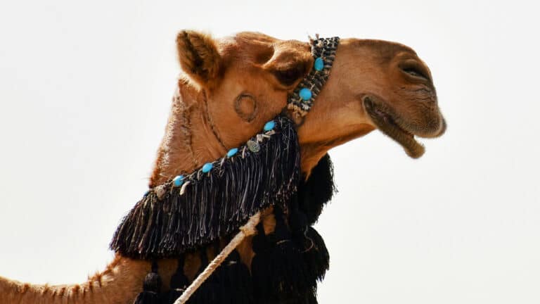 В Омане 20 верблюдов дисквалифицировали за ботокс на конкурсе красоты