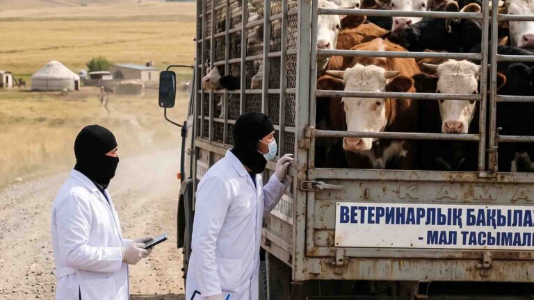 Батыс Қазақстанда ветеринарлар қылмыстық топ құрып, мал ұрлаған