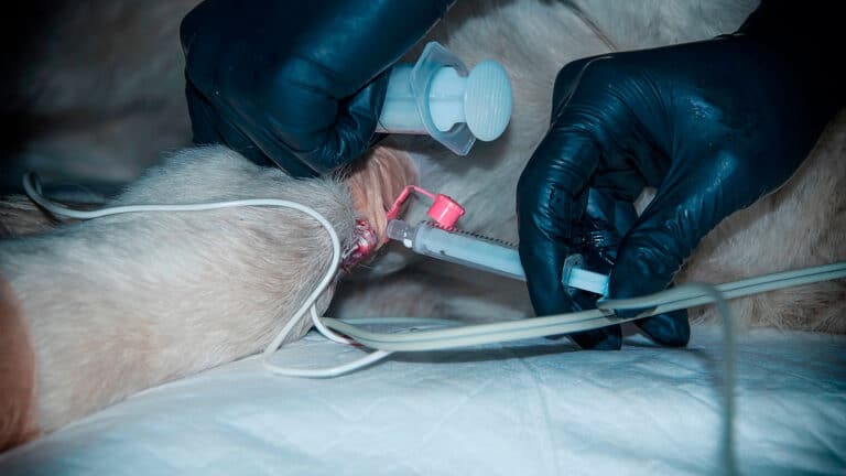 Сенат предложил маслихатам самим определять срок отлова и усыпления бродячих собак