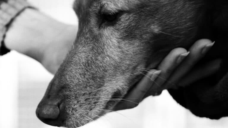 В Минэкологии объяснили, что изменил сенат в законе об эвтаназии животных