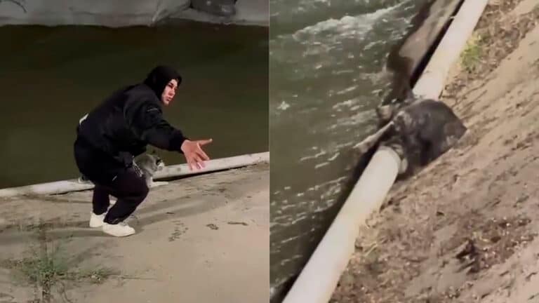 Алматинцы спасли хаски, застрявшую в реке Есентай