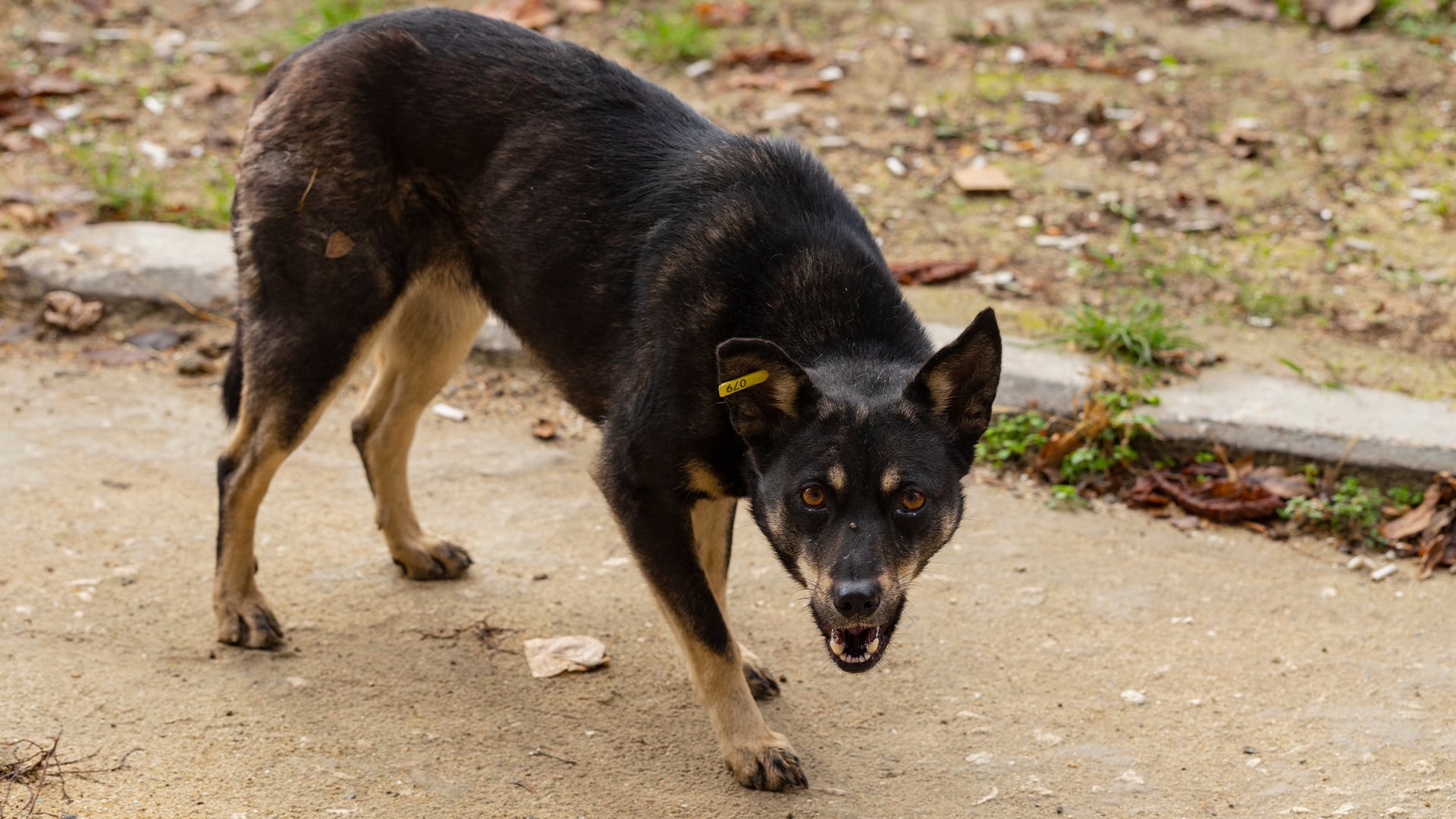 бұралқы иттер