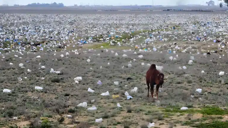 Степь в Мангыстау начали срочно очищать от мусора