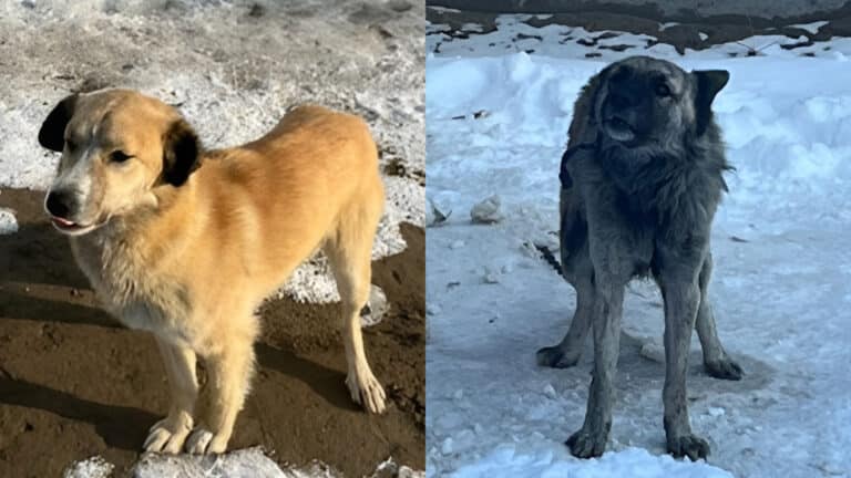 Тысячи казахстанцев следят за продажей двух дворняг, конфискованных судом в Кызылорде