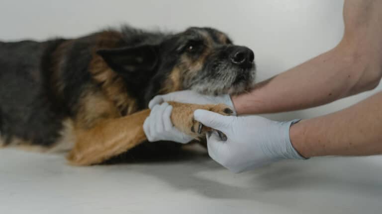 Зоозащитники предложили ввести принудительную стерилизацию животных в Казахстане