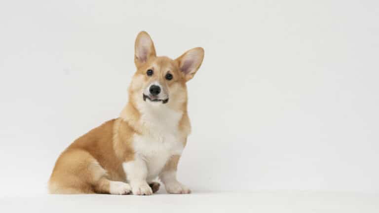 В Казахстане обсуждают введение налога для владельцев собак