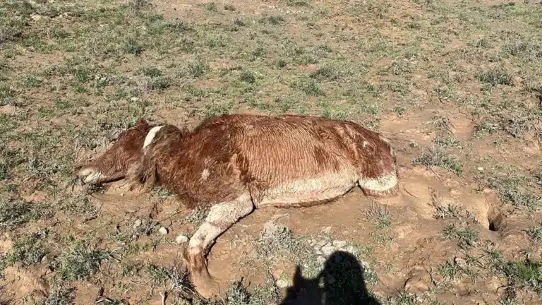 В Мангистауской области фермеры требуют компенсации за гибель скота