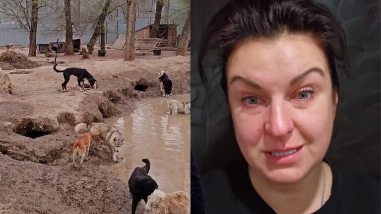 Суд отбирает землю у алматинской зоозащитницы из-за помощи бездомным животным